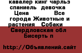  кавалер кинг чарльз спаниель -девочка › Цена ­ 45 000 - Все города Животные и растения » Собаки   . Свердловская обл.,Бисерть п.